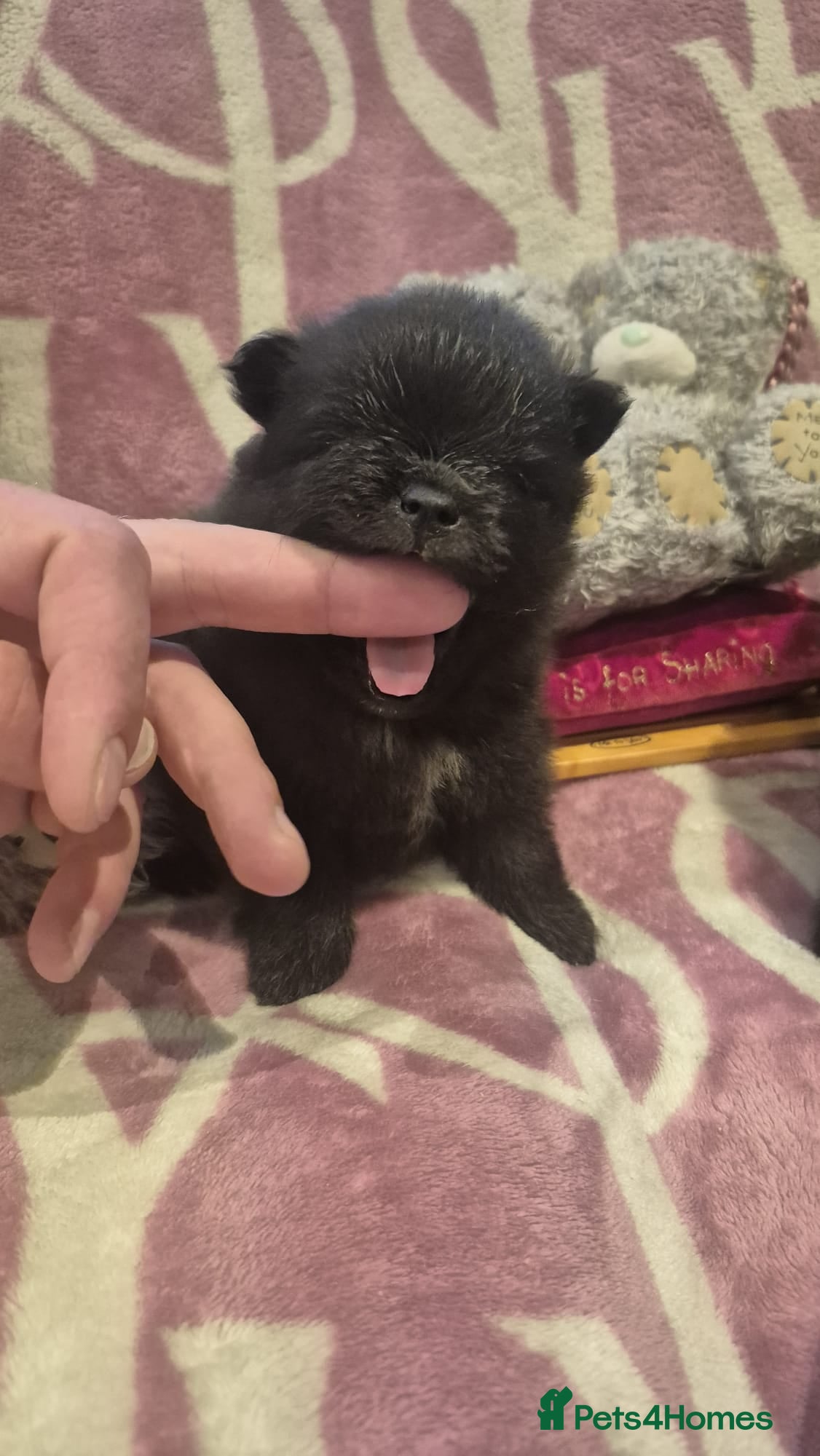 Pomeranian dogs for sale: Mini pomeranian puppies excel Russian bloodlines - Advert 34