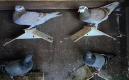 Pigeons birds for sale: Various pigeons  - Image 9