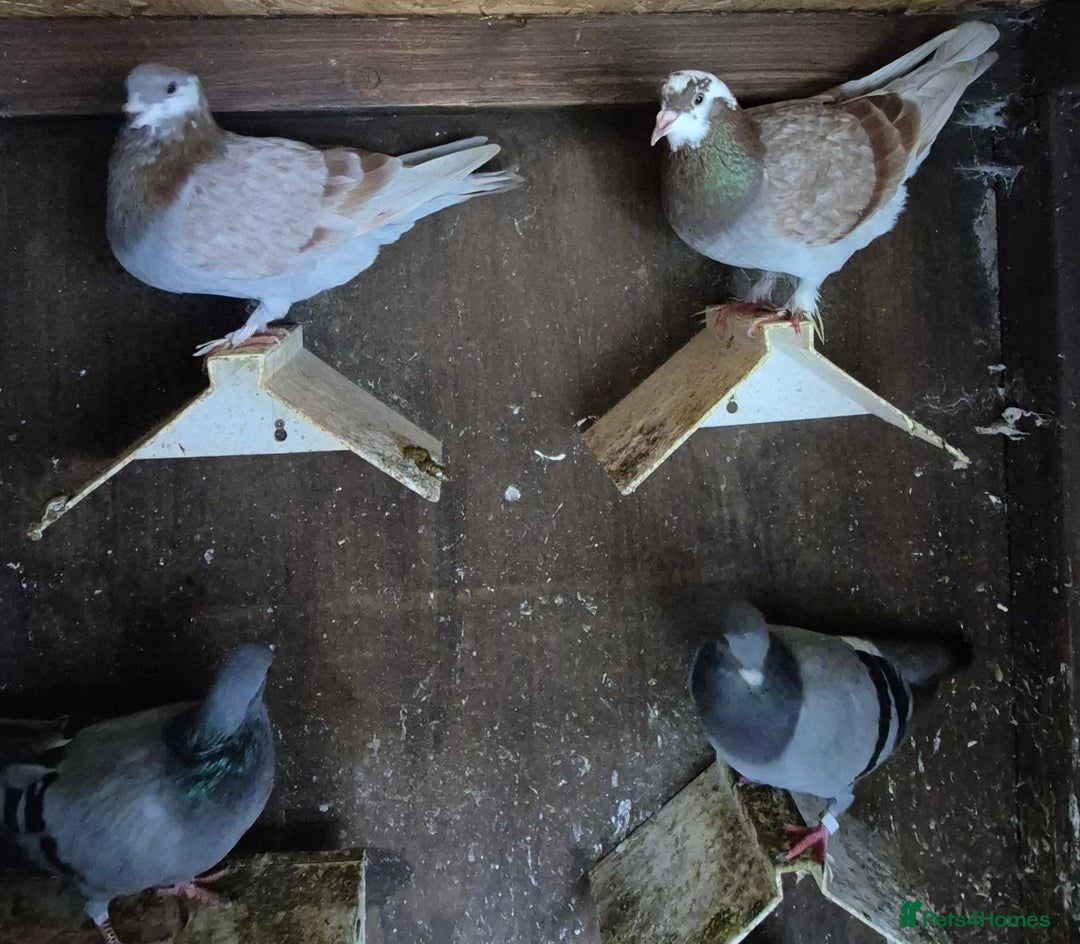 Pigeons birds for sale: Various pigeons  - Image 9