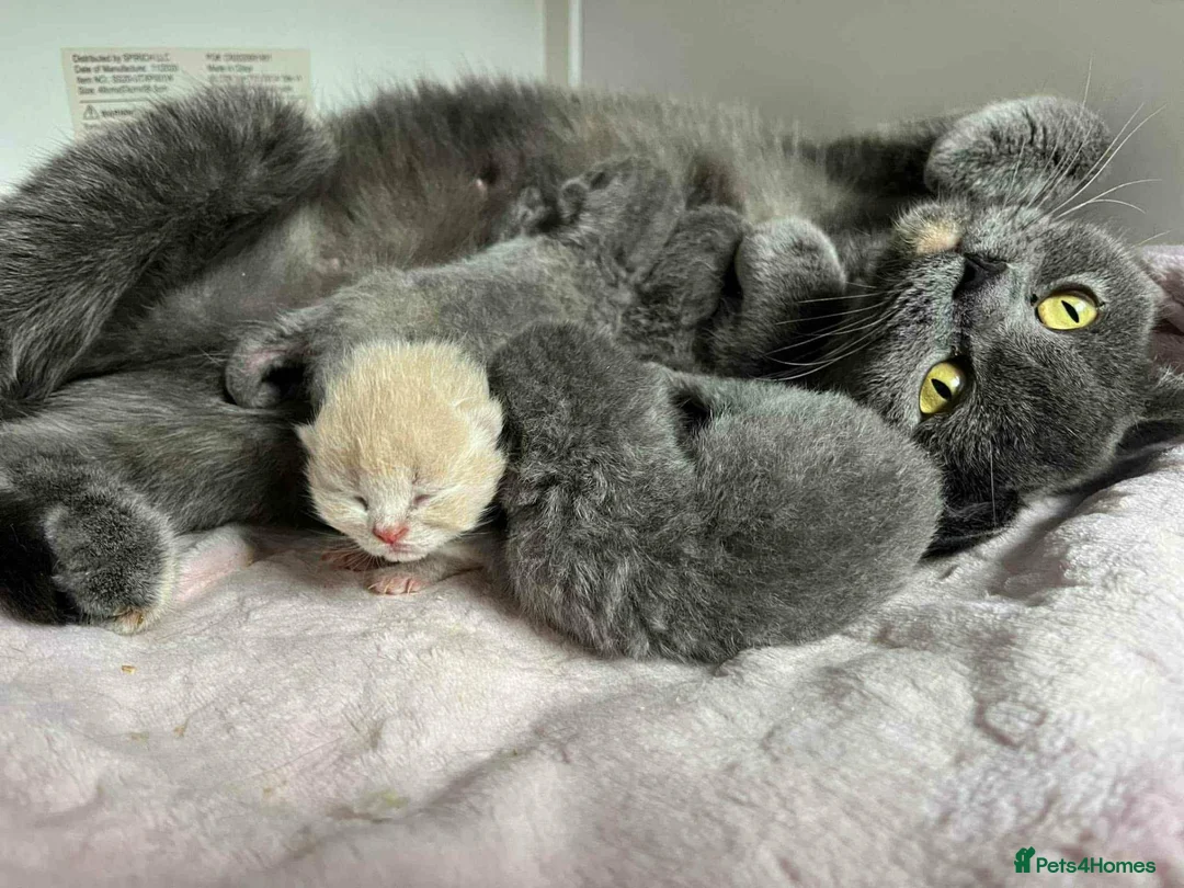 British Shorthair cats for sale: Active British shorthair female  - Advert 2