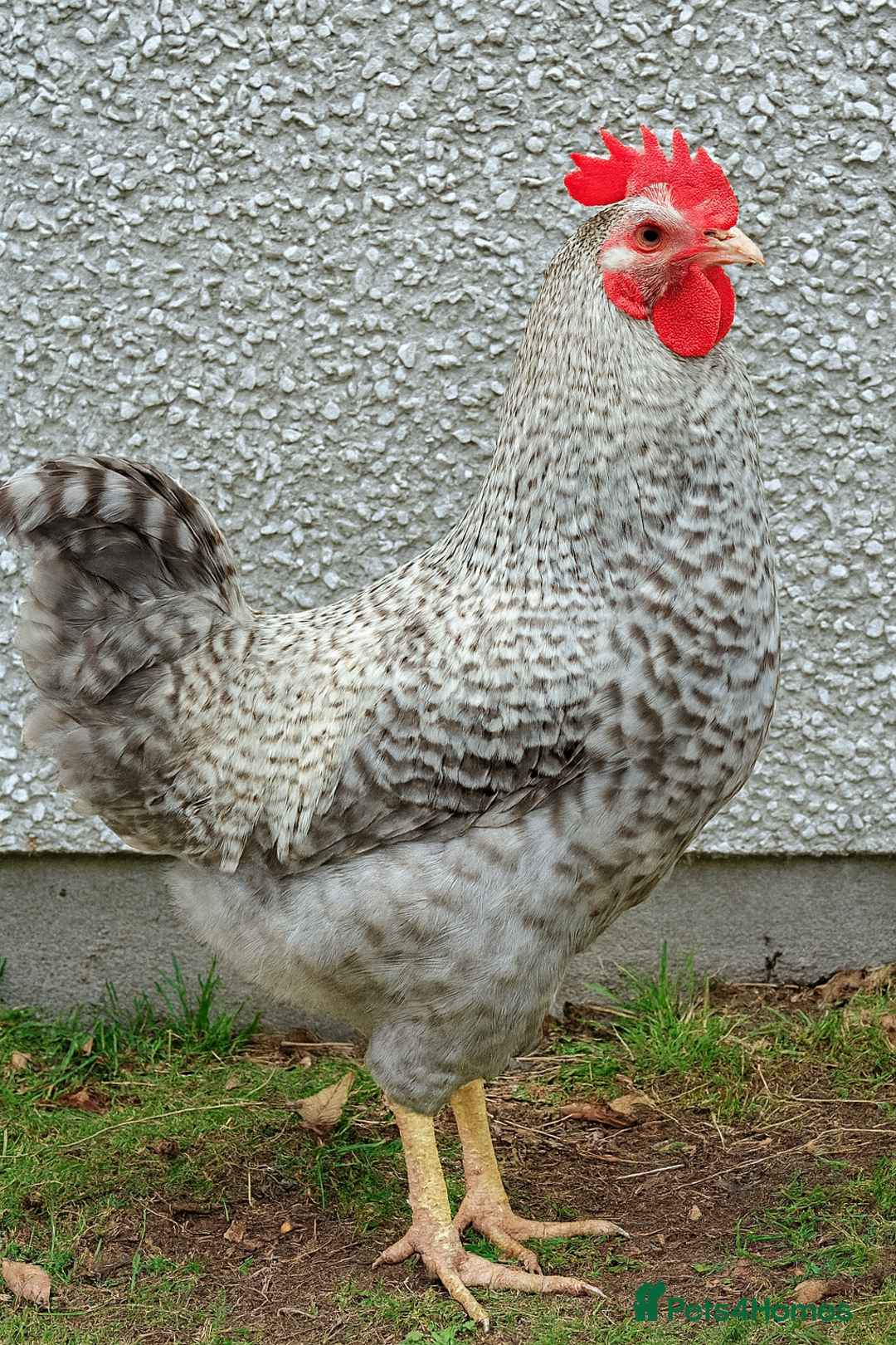 Chickens poultry for sale: Free to good home - Image 2