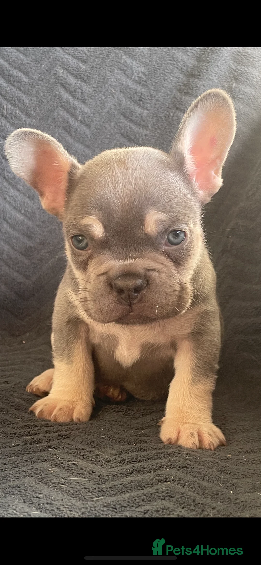 French Bulldog dogs for sale: Last French bulldog  - Advert 3