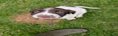 English Springer Spaniel 3