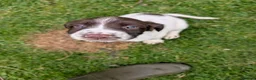 English Springer Spaniel dogs for sale: Springer Spaniel puppies  🐾 in Arisaig - Advert 3