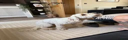Cockapoo dogs for sale: 8 month old male Cockapoo - Advert 4