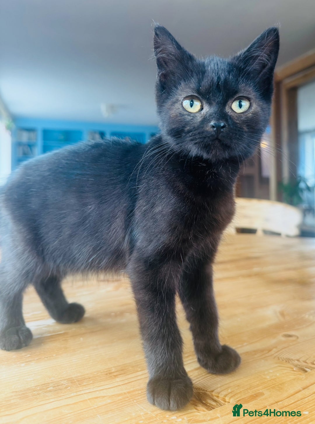 British Shorthair cats for sale: Adorable BSH kittens  - Image 5