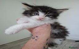 Maine Coon cats for sale: Beautiful Part Maine Coon Male Kitten - Image 1