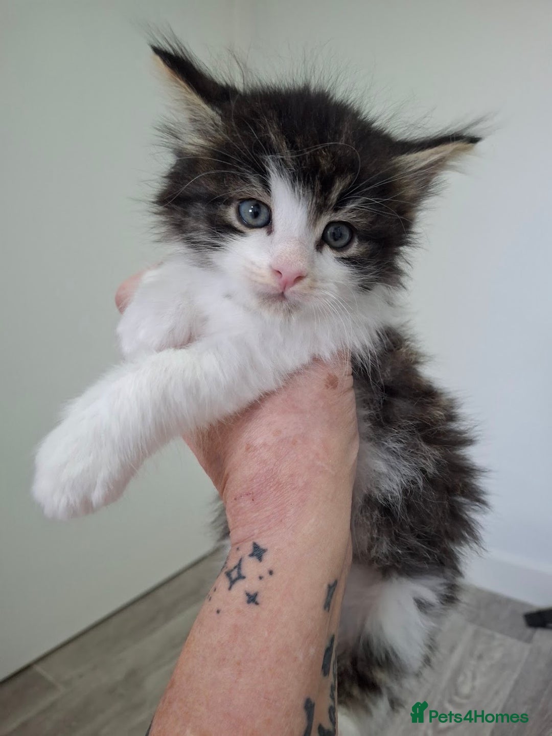 Maine Coon cats for sale: Beautiful Part Maine Coon Male Kitten - Image 1