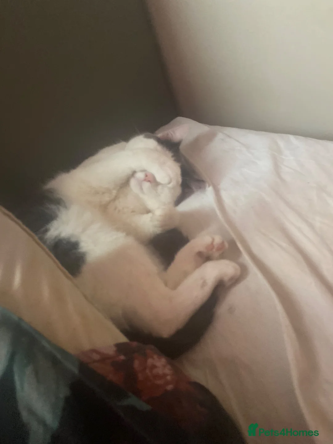 British Shorthair cats for sale: Cookie for sale - Advert 2