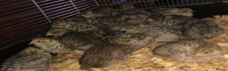 Quail poultry for sale: QUAILS/CHINESE PAINTED BUTTONS ! - Advert 12
