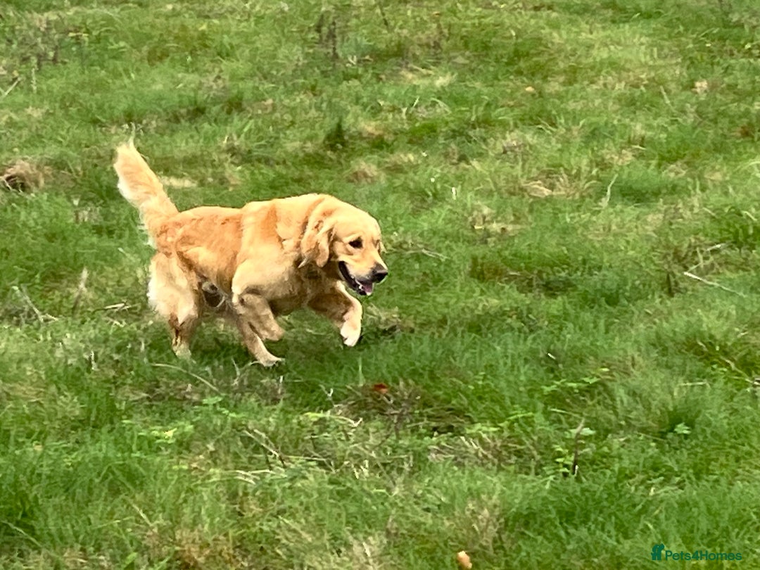 Golden Retriever dogs for sale: Golden retriever male - Advert 5