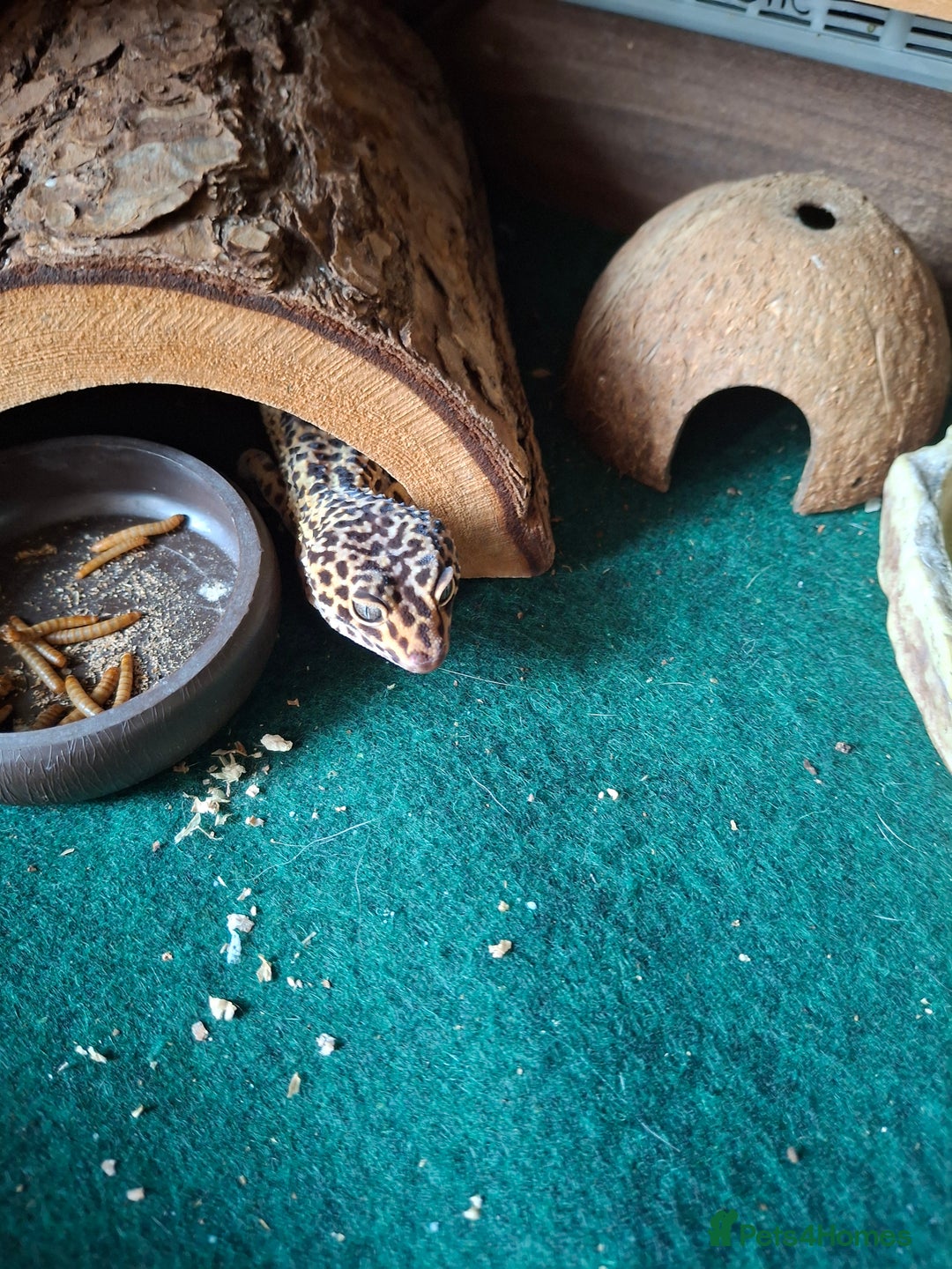 Gecko reptiles for sale: 2 x leppard geckos  - Image 2