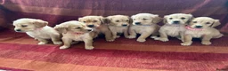 Golden Retriever dogs for sale: Kc registered golden retriever puppies  - Advert 8