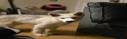Canadian Eskimo Dog dogs for sale: 17 week old male & female Canadian Eskimo Puppies - Advert 4