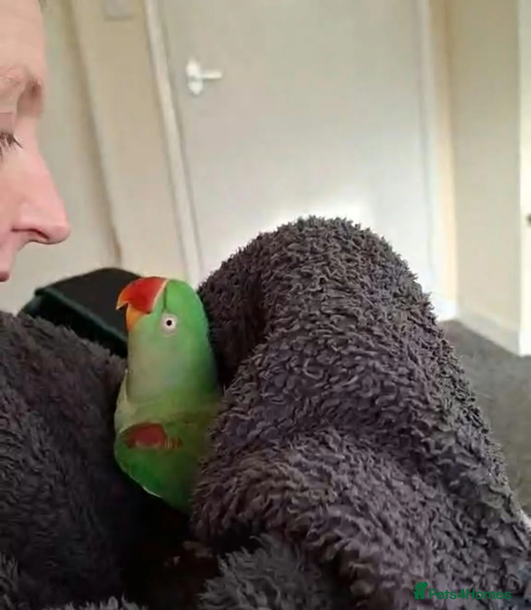 Parakeets birds for sale: Beautiful alexandrine girl and large cage - Advert 2