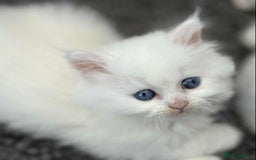 Persian cats for sale: 3 white half Persian kittens, ready soon - Image 5