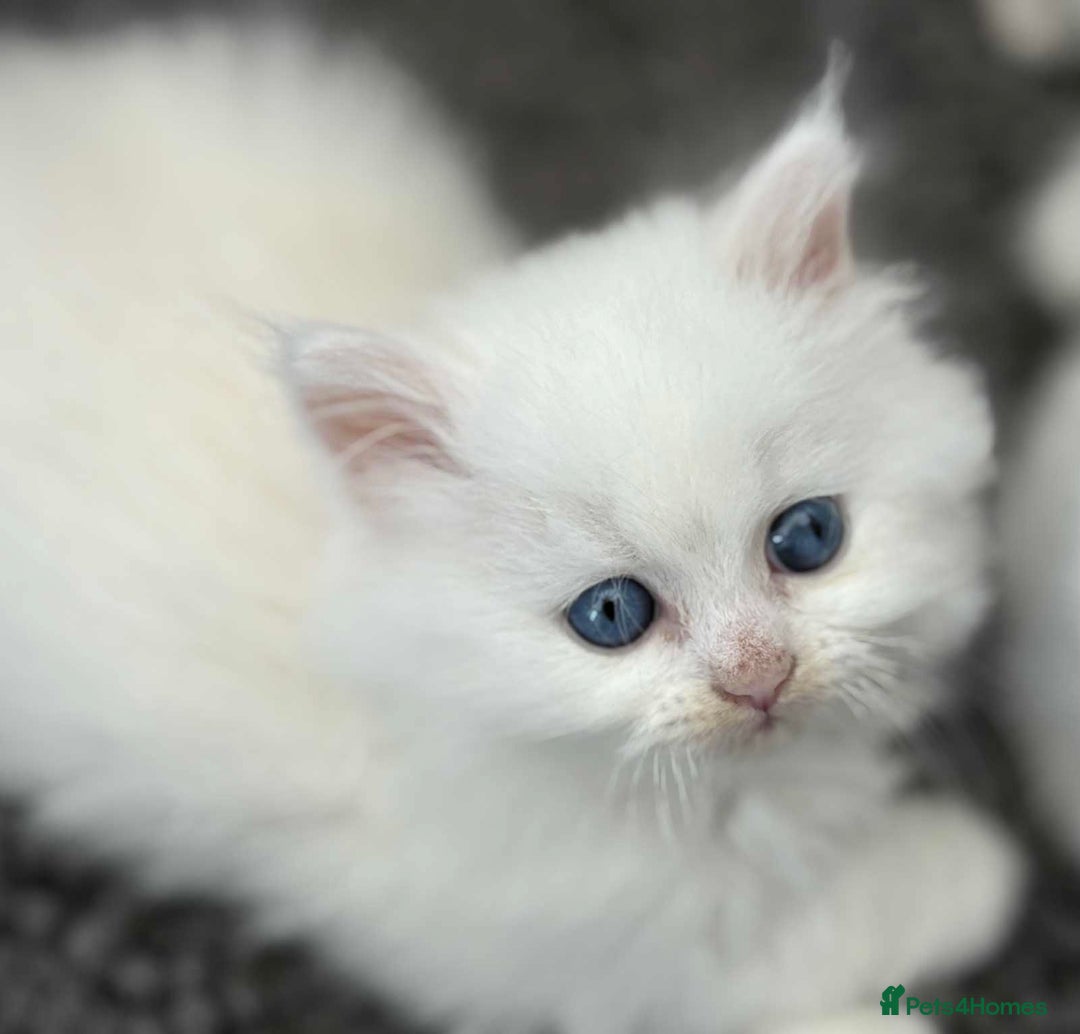 Persian cats for sale: 3 white half Persian kittens, ready soon - Image 5