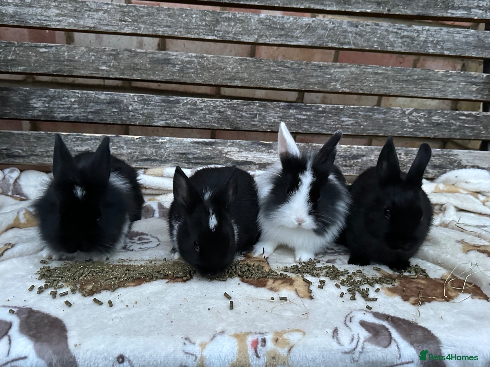 Mixed Breed rabbits Lionhead x Mini Rex Bunnies! - Advert 1