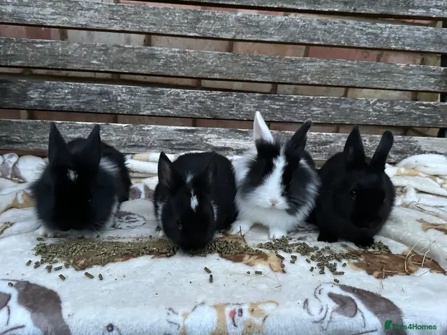 Mixed Breed rabbits for sale: Lionhead x Mini Rex Bunnies! - Advert 2