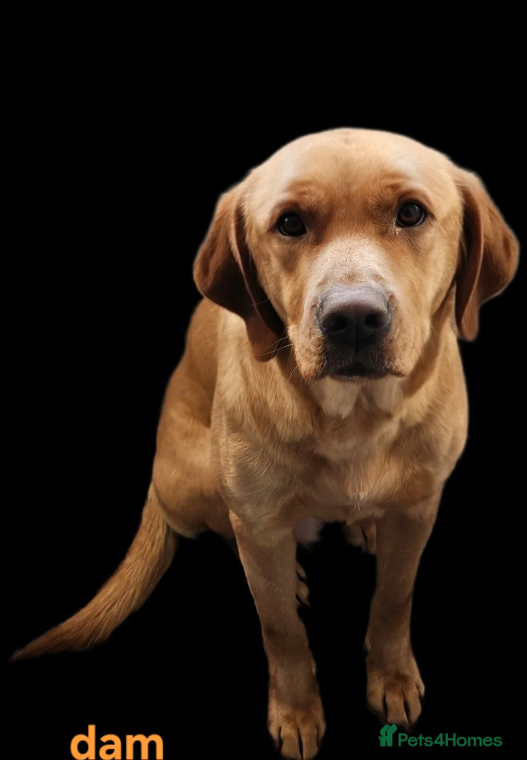 Labrador Retriever dogs for sale: Kc registered labrador pups  - Advert 6