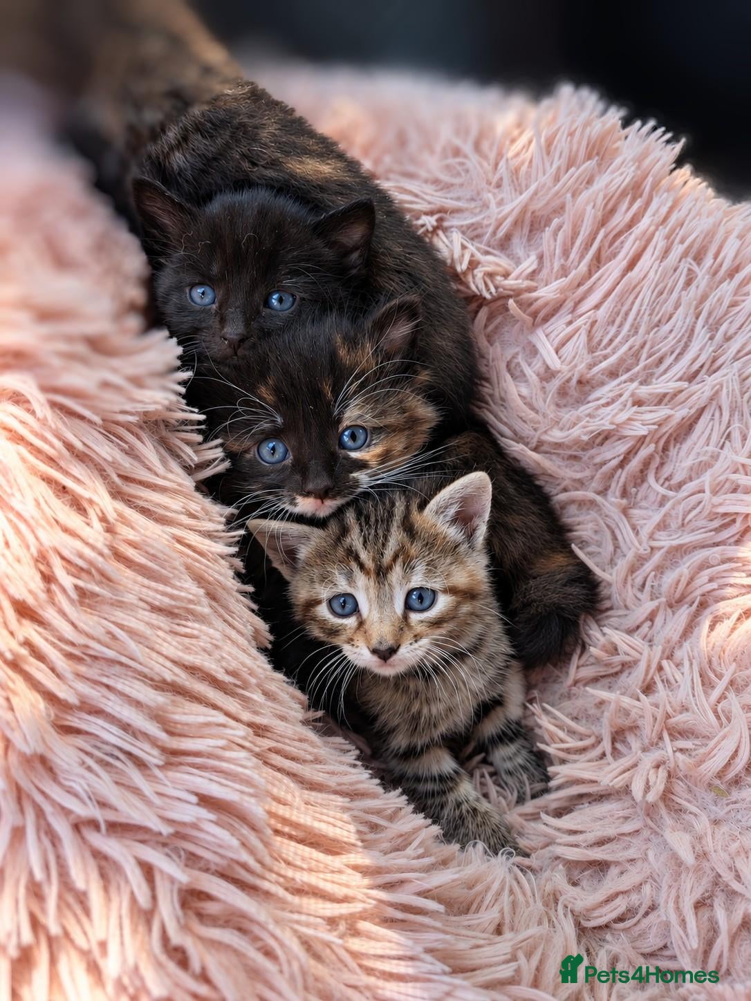 Mixed Breed cats *2 left* 4 STUNNING kittens for sale - Advert 18