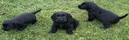 Cocker Spaniel dogs for sale: Cocker Spaniel Puppies - Advert 4