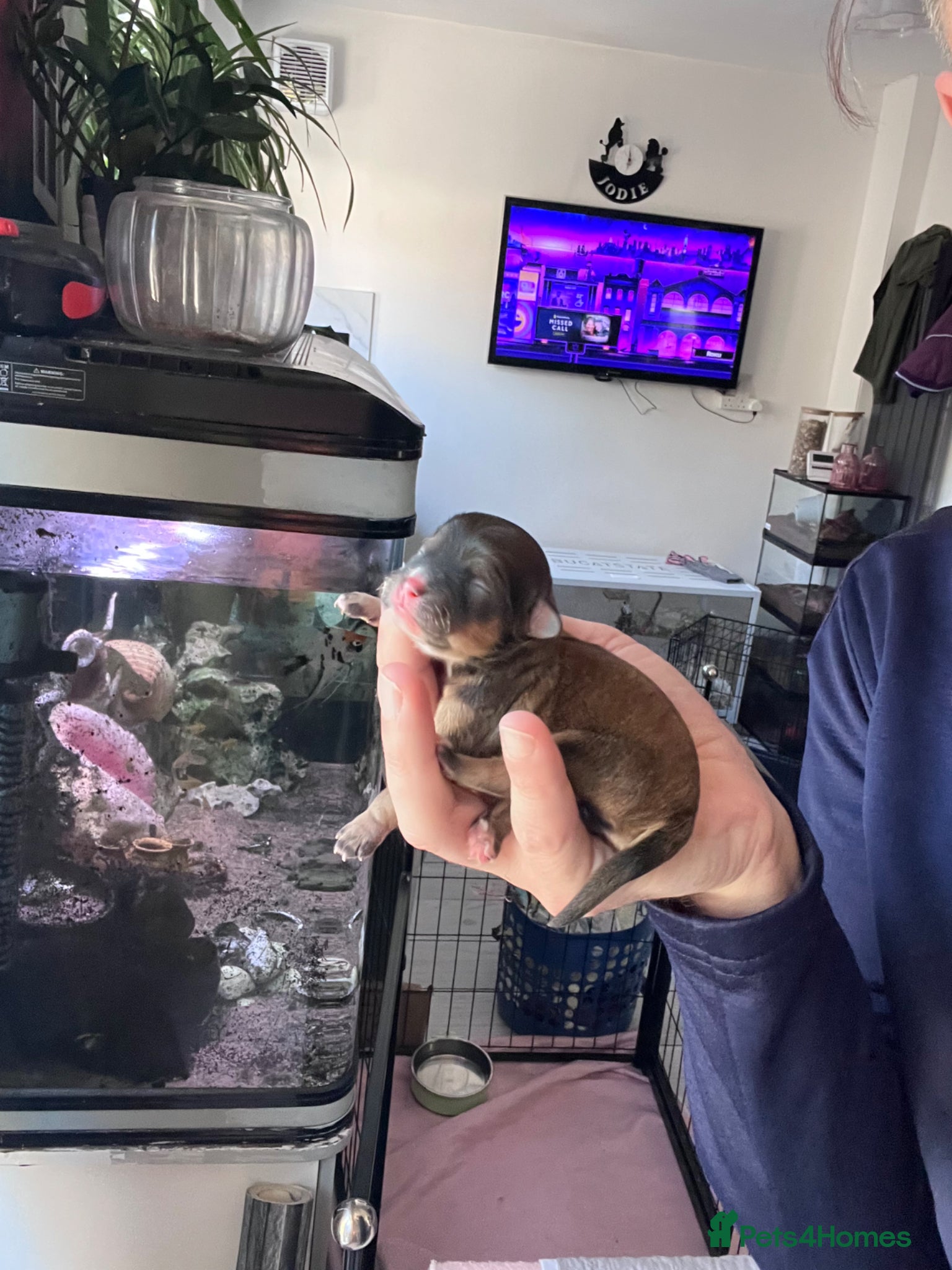 Mixed Breed dogs Toy SHIHPOO puppies  - Advert 7