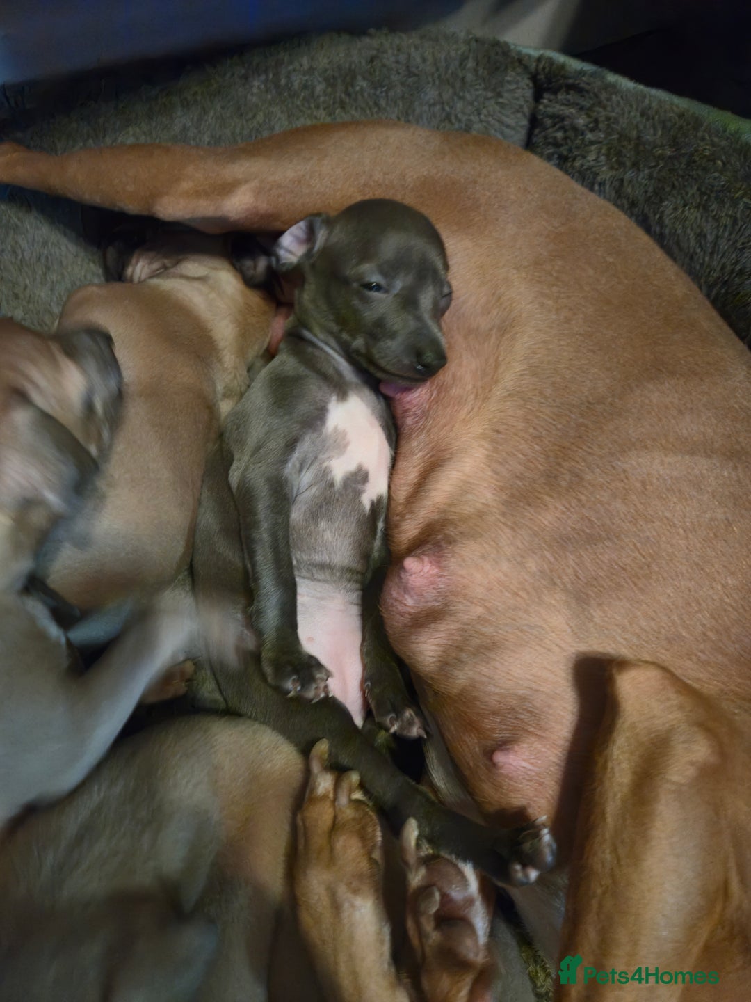 Italian Greyhound dogs for sale: Quality KC Registered Italian Greyhound puppies - Advert 23