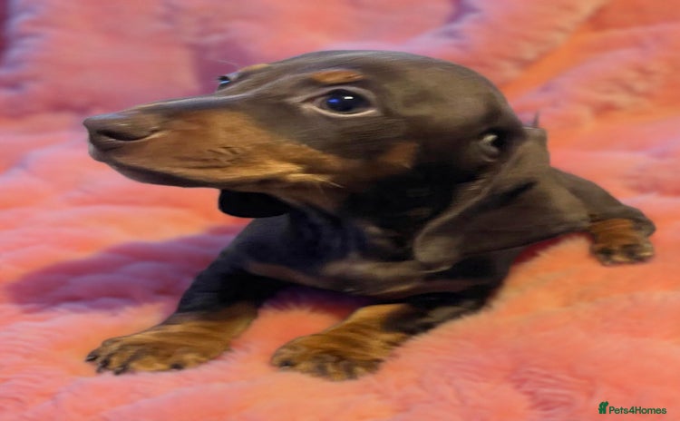 Dachshund dogs Stunning dachshund puppy  - Advert 3