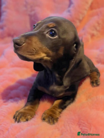 Dachshund dogs Stunning dachshund puppy - Advert 3