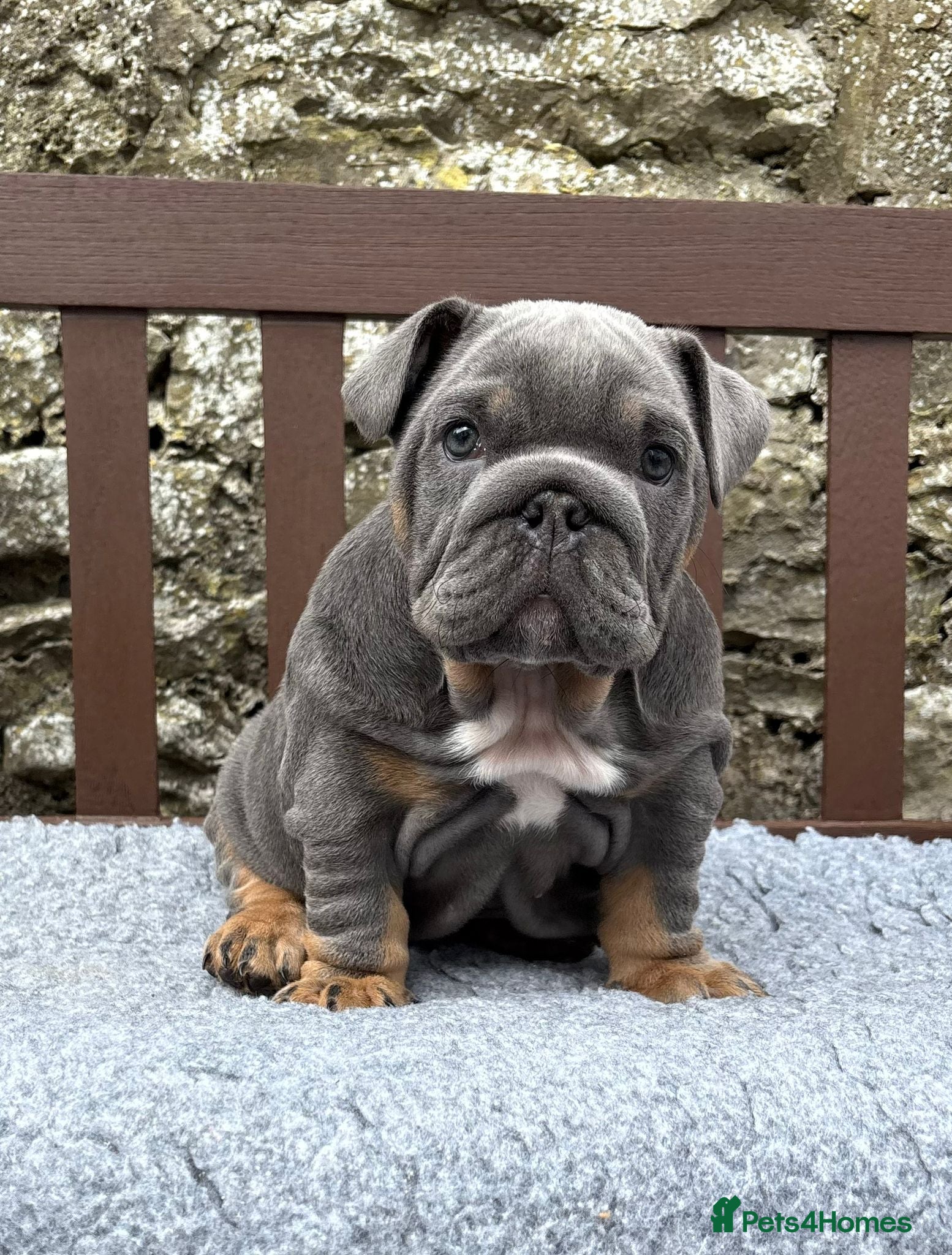 English Bulldog dogs KC Registered English bulldog puppies ready  💙❤️ - Advert 15