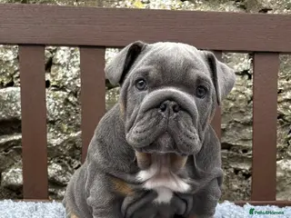 English Bulldog dogs KC Registered English bulldog puppies ready 💙❤️ - Advert 15