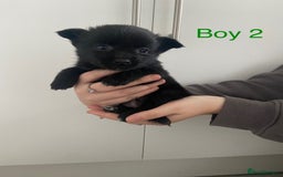 Mixed Breed dogs for sale: Jack-A-terrain puppies - Image 7