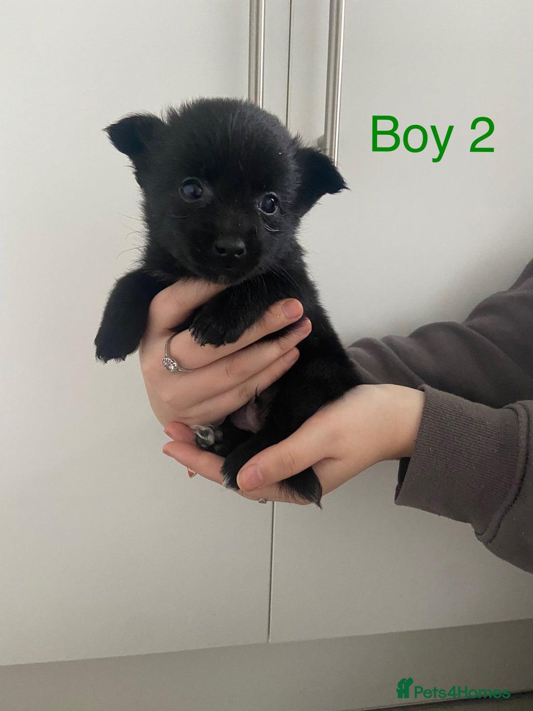 Mixed Breed dogs for sale: Jack-A-terrain puppies - Image 7