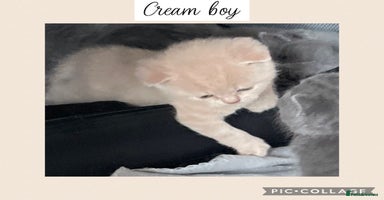 British Shorthair cats - Advert 3