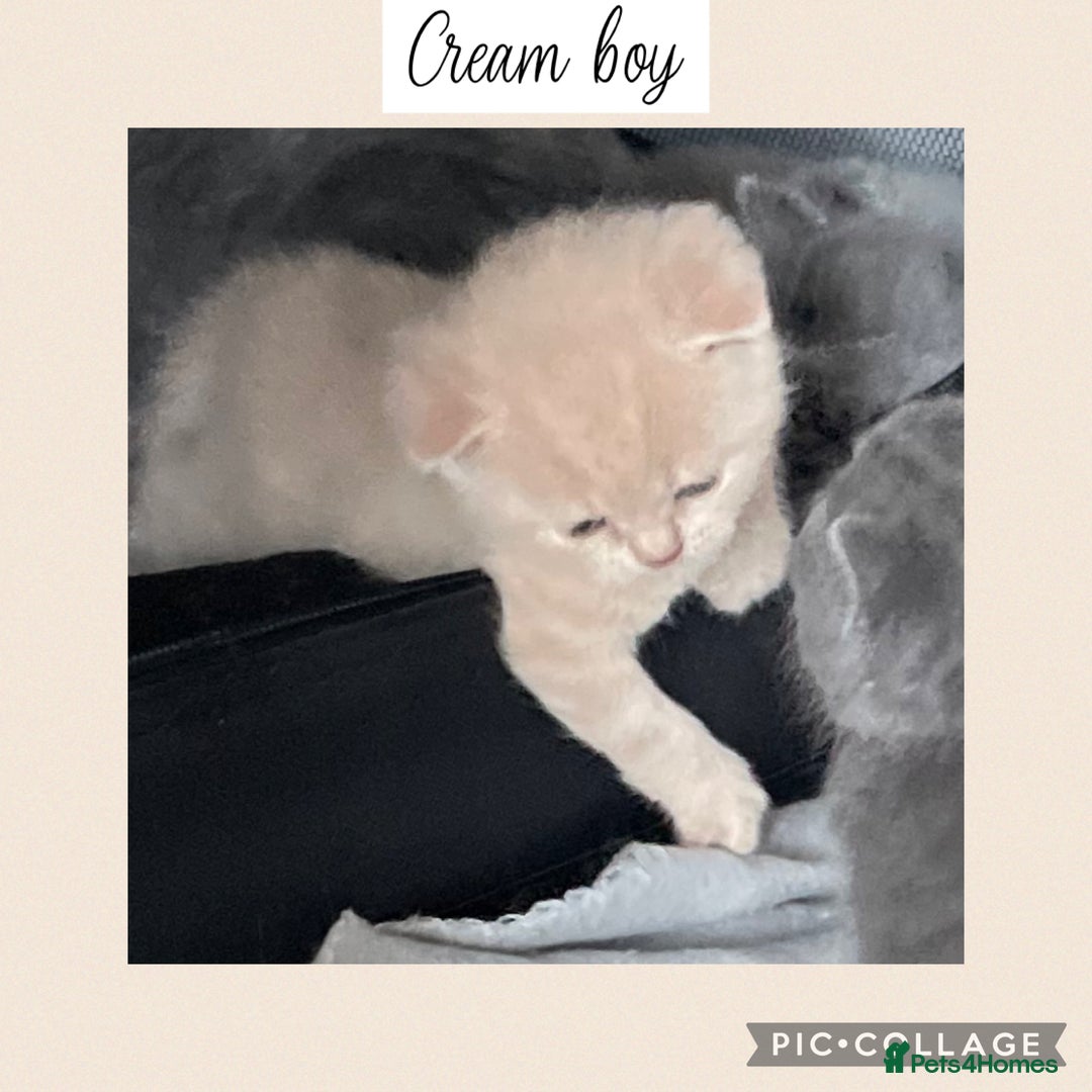 British Shorthair cats for sale: Beautiful GCCF British shorthair kittens - Image 3