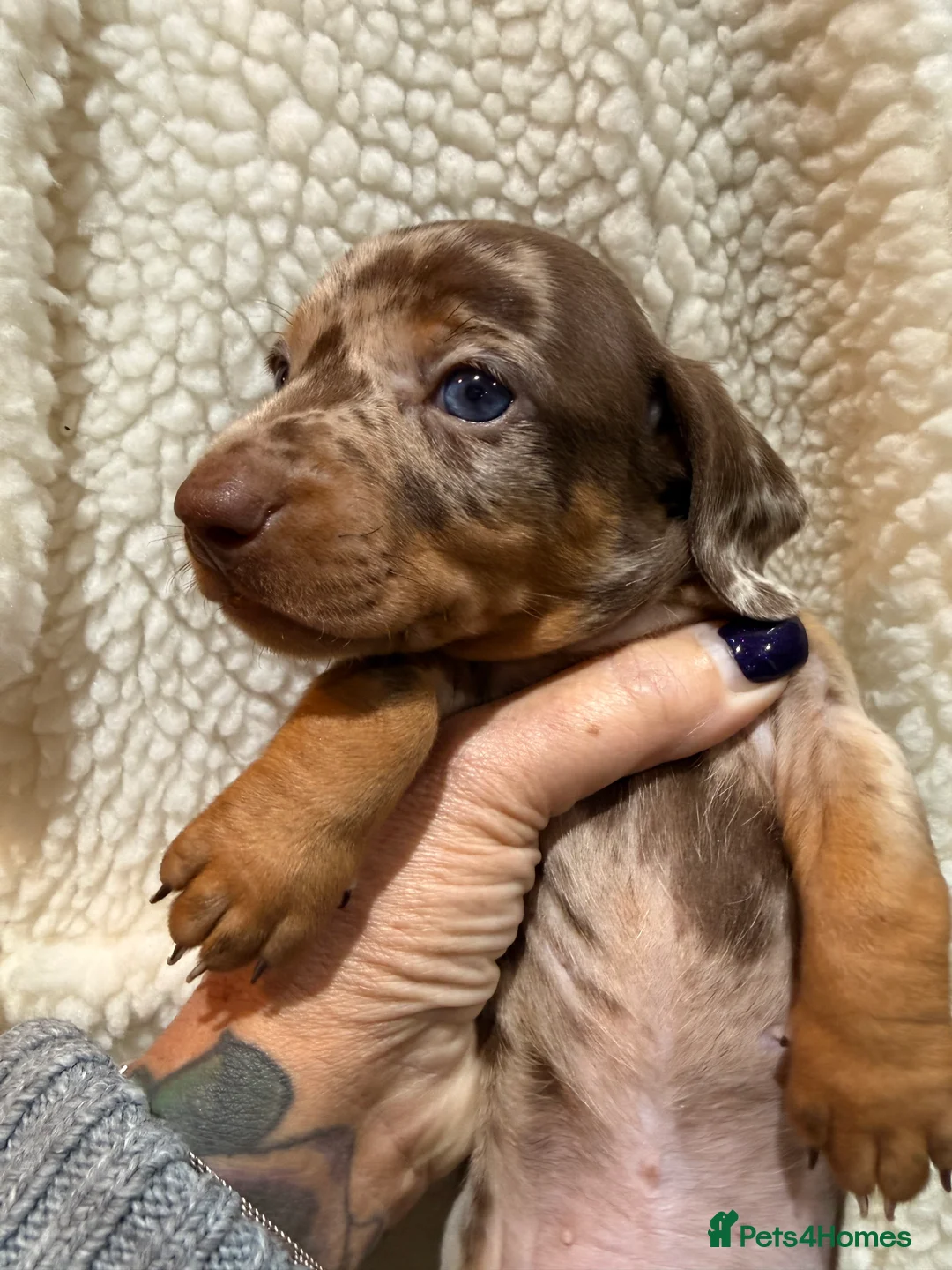 Dachshund dogs for sale: Beautiful miniature dachshunds dapple & Isabella  - Advert 6