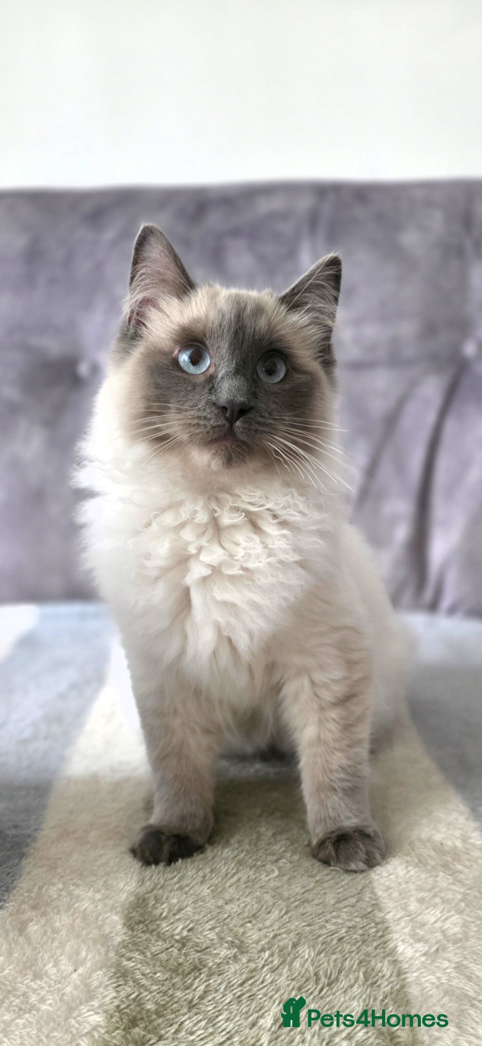 Ragdoll cats Stunning Blue Point Ragdoll - Advert 18