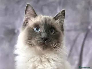 Ragdoll cats Stunning Blue Point Ragdoll - Advert 18