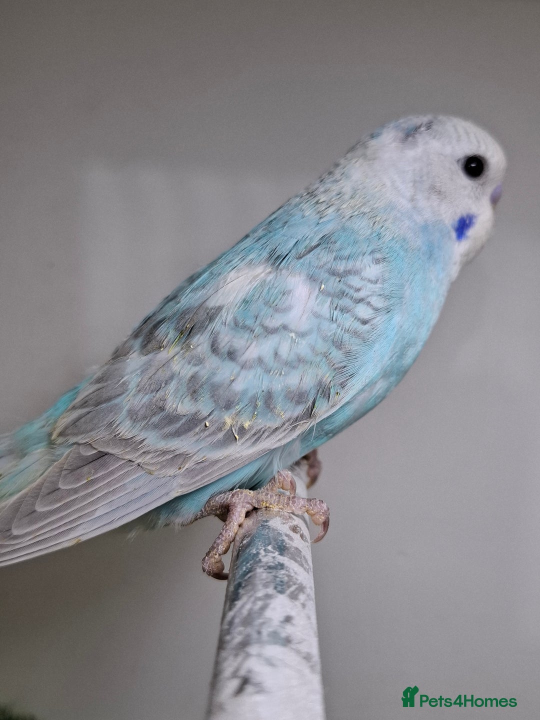 Budgerigars birds for sale: Budgies for sale  - Advert 10