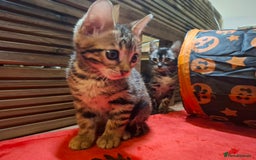 Bengal cats for sale: 🌟 Premium Bengal Tica Kittens – 5★Breeder 🌟 - Image 30