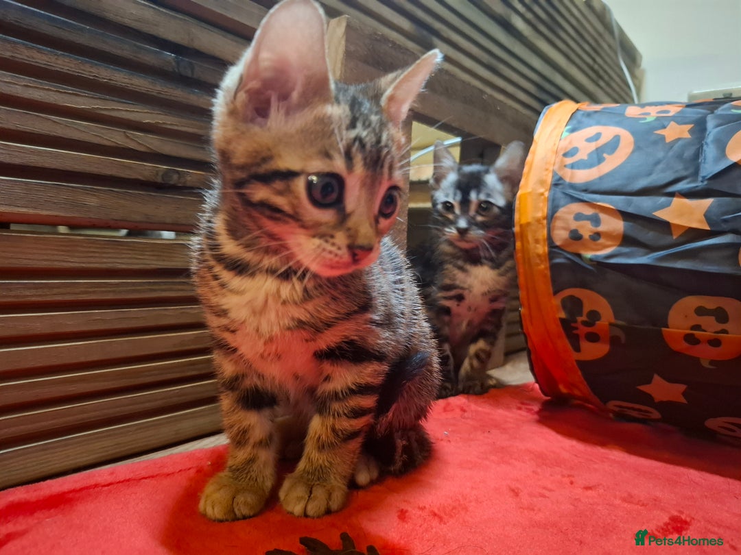 Bengal cats for sale: 🌟 Premium Bengal Tica Kittens – 5★Breeder 🌟 - Image 30