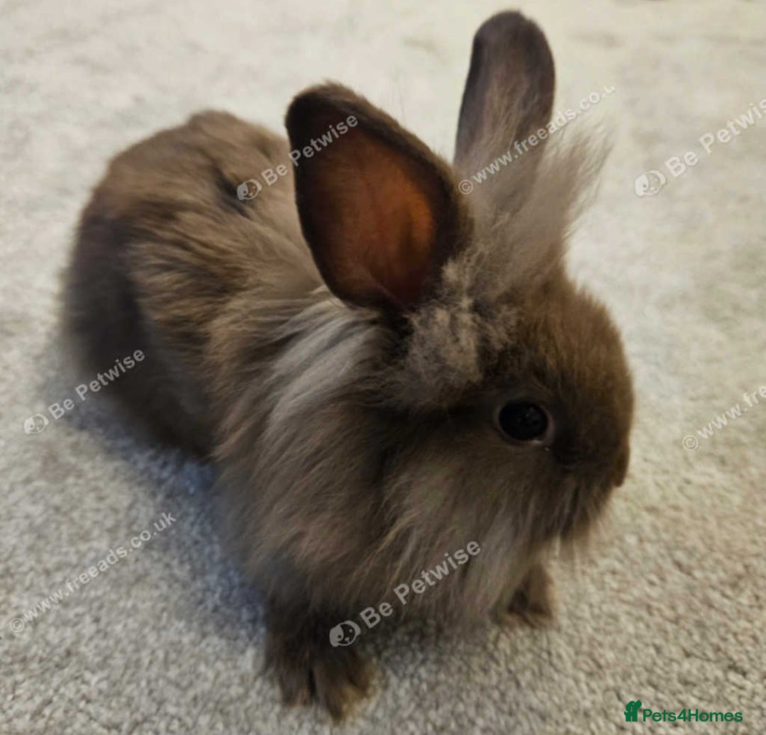Mini Lion Lop rabbits for sale: Fluffy lion-lop bunnies BOYS READY NOW - Image 10