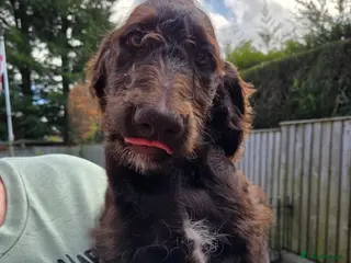 Goldendoodle dogs READY NOW TWO STUNNING GIRLS - Advert 18