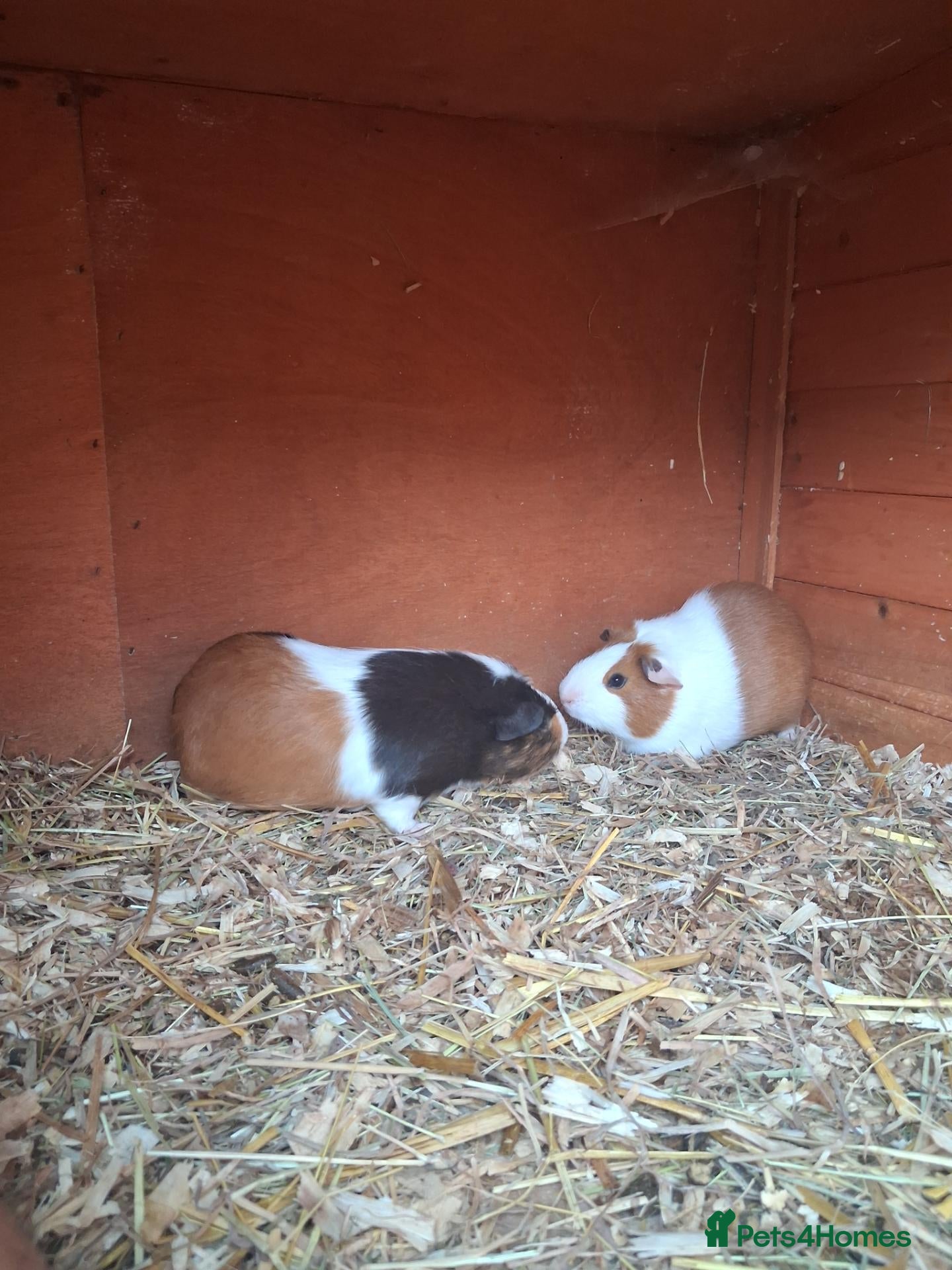 Guinea Pig rodents Male guinea pig  - Advert 12