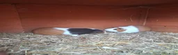 Guinea Pig rodents for sale: Male guinea pig  in Scarborough - Advert 1