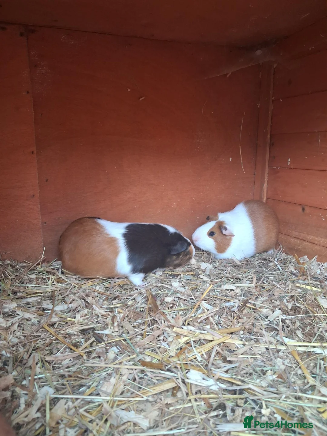 Guinea Pig rodents for sale: Male guinea pig  in Scarborough - Advert 1
