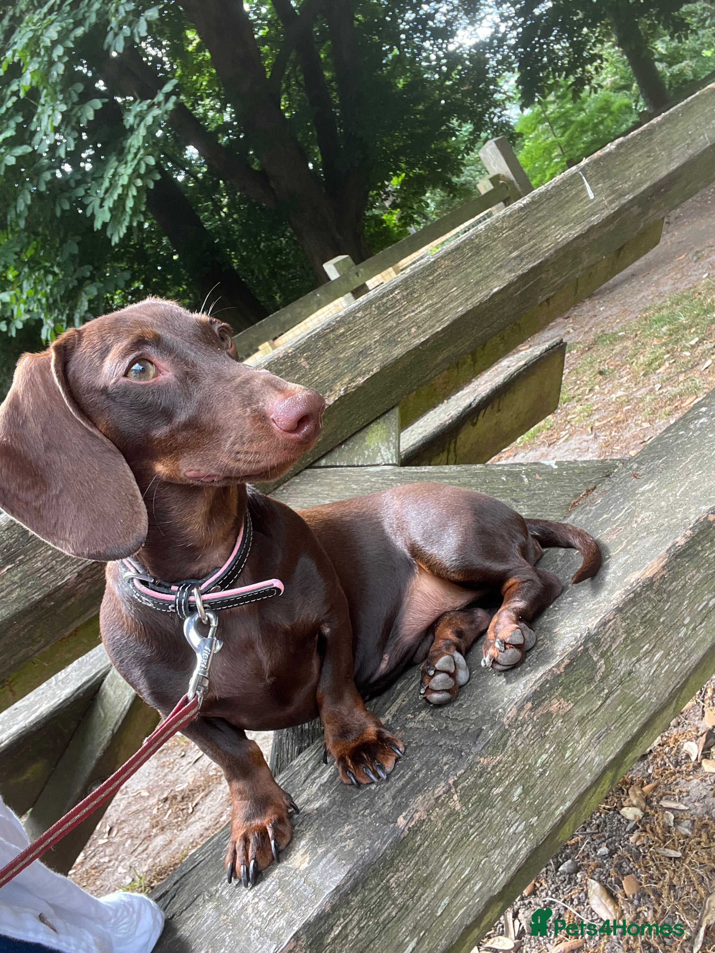 Miniature Dachshund dogs Looking for new home  - Advert 1