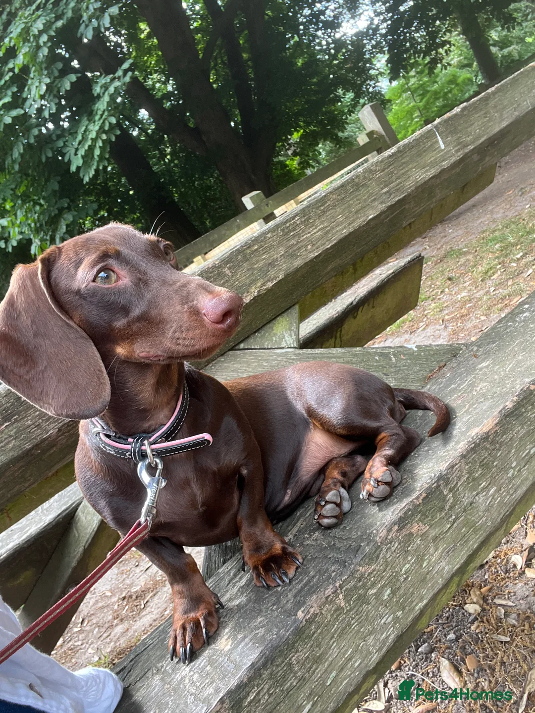 Miniature Dachshund dogs for sale: Looking for new home  - Advert 1