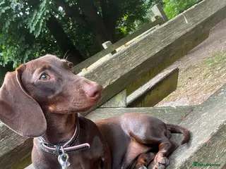 Miniature Dachshund dogs Looking for new home - Advert 1